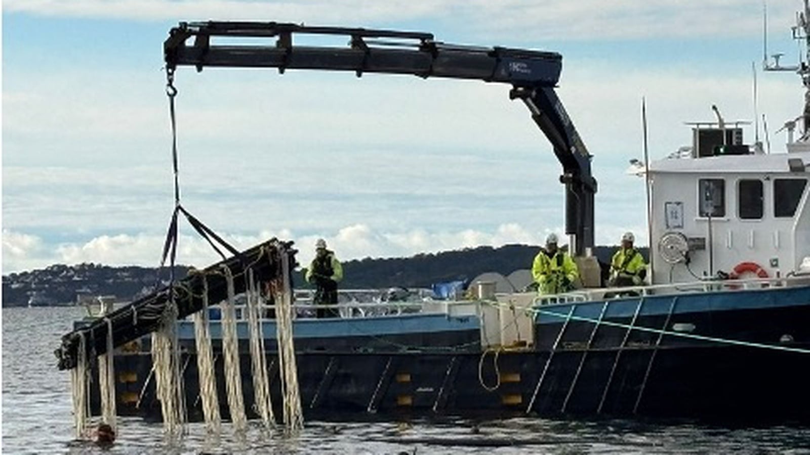 Wool Revolution: Queen’s University Turns Sheep Fleece Into Plastic-Free Seaweed Farming
